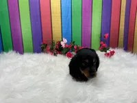 Feona, a female Miniature Dachshund for sale in Shipshewana, IN – 6 of 6