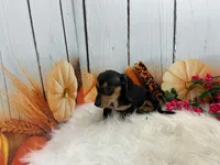 Monica, a female Miniature Dachshund for sale in Shipshewana, IN – 2 of 6