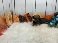 Carver, a male Miniature Dachshund for sale in Shipshewana, IN – 5 of 6