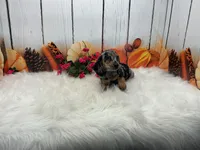 Celina, a female Miniature Dachshund for sale in Shipshewana, IN – 5 of 6