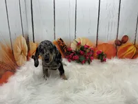 Celina, a female Miniature Dachshund for sale in Shipshewana, IN – 3 of 6