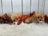 Celeste, a female Miniature Dachshund for sale in Shipshewana, IN – 3 of 6
