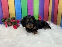 Fisa, a female Miniature Dachshund for sale in Shipshewana, IN – 3 of 5