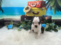 Nash, a male Boston Terrier for sale in Shipshewana, IN – 4 of 7