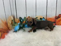 Carver, a male Miniature Dachshund for sale in Shipshewana, IN – 2 of 6