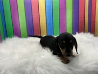 Larry, a male Miniature Dachshund for sale in Shipshewana, IN – 6 of 6