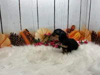 Monica, a female Miniature Dachshund for sale in Shipshewana, IN – 3 of 6