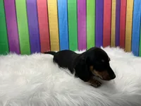Larry, a male Miniature Dachshund for sale in Shipshewana, IN – 2 of 6