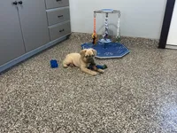 Nova, a female French Bulldog for sale in Shipshewana, IN – 2 of 4