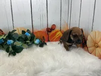 Carver, a male Miniature Dachshund for sale in Shipshewana, IN – 4 of 6