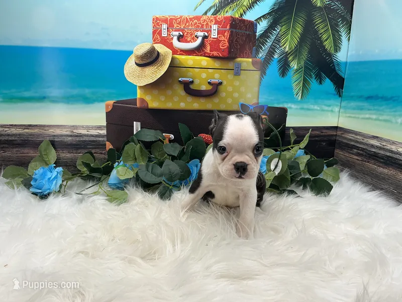 Nash – Boston Terrier puppy for sale in Shipshewana, IN