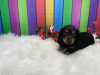 Feona, a female Miniature Dachshund for sale in Shipshewana, IN – 1 of 6