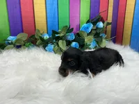 Freeman , a male Miniature Dachshund for sale in Shipshewana, IN – 2 of 6