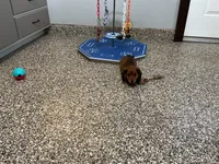 Hara, a female Miniature Dachshund for sale in Shipshewana, IN – 2 of 5