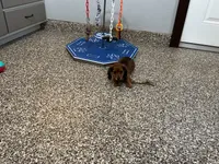 Hara, a female Miniature Dachshund for sale in Shipshewana, IN – 5 of 5