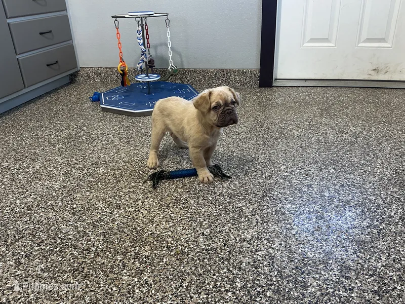 Nova – French Bulldog puppy for sale in Shipshewana, IN