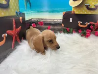 Celeste, a female Miniature Dachshund for sale in Shipshewana, IN – 6 of 6