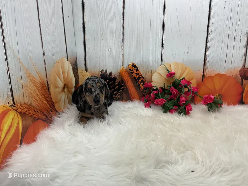 Celina – Miniature Dachshund puppy for sale in Shipshewana, IN