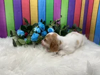 Jerry, a male Miniature Dachshund for sale in Shipshewana, IN – 4 of 4