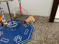 Hailey , a female Miniature Dachshund for sale in Shipshewana, IN – 1 of 4