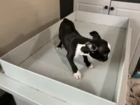 Jacob, a male Boston Terrier for sale in Shipshewana, IN – Photo 2 of 5