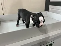 Jacob, a male Boston Terrier for sale in Shipshewana, IN – Photo 4 of 5