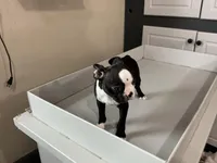 Jacob, a male Boston Terrier for sale in Shipshewana, IN – Photo 5 of 5