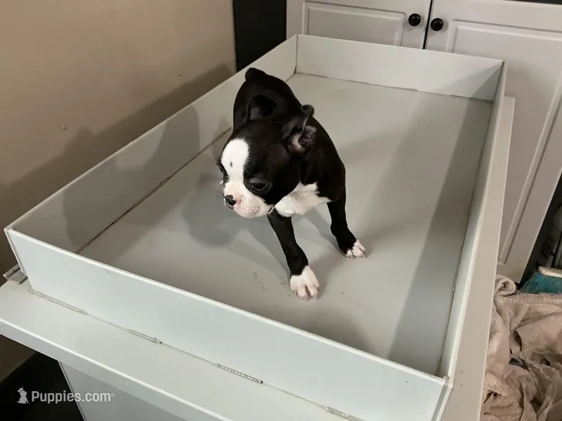 Jacob – Boston Terrier puppy for sale in Shipshewana, IN