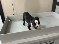 Jacob, a male Boston Terrier for sale in Shipshewana, IN – Photo 3 of 5