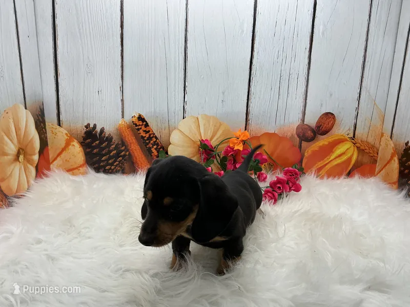 Mona – Miniature Dachshund puppy for sale in Shipshewana, IN
