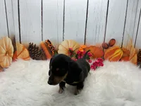 Mona, a female Miniature Dachshund for sale in Shipshewana, IN – 1 of 7