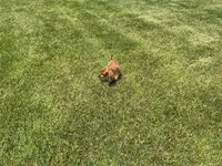 Mace, a male Miniature Dachshund for sale in Shipshewana, IN – 4 of 5