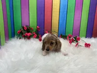 Jasmine, a female Miniature Dachshund for sale in Shipshewana, IN – 5 of 5