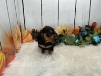 Melvin, a male Miniature Dachshund for sale in Shipshewana, IN – 4 of 4