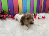 Jasmine, a female Miniature Dachshund for sale in Shipshewana, IN – 2 of 5