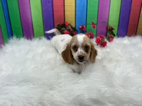 Jan, a female Miniature Dachshund for sale in Shipshewana, IN – 4 of 4