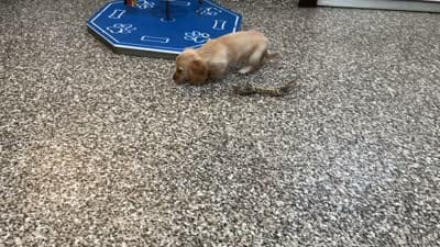 Hailey , a female Miniature Dachshund for sale in Shipshewana, IN – 4 of 4