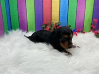 Fisa, a female Miniature Dachshund for sale in Shipshewana, IN – 2 of 5