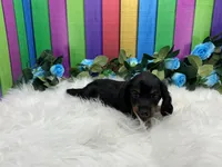 Freeman , a male Miniature Dachshund for sale in Shipshewana, IN – 5 of 6