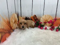 Celeste, a female Miniature Dachshund for sale in Shipshewana, IN – 1 of 6