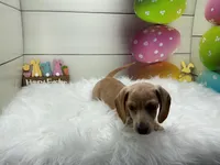 Dover, a male Miniature Dachshund for sale in Shipshewana, IN – Photo 5 of 5