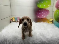 Dover, a male Miniature Dachshund for sale in Shipshewana, IN – Photo 1 of 5