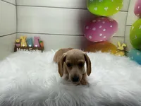 Dover, a male Miniature Dachshund for sale in Shipshewana, IN – Photo 2 of 5