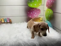 Dover, a male Miniature Dachshund for sale in Shipshewana, IN – Photo 4 of 5