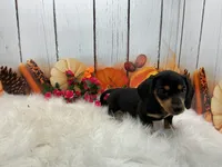 Mona, a female Miniature Dachshund for sale in Shipshewana, IN – 3 of 7