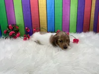 Jasmine, a female Miniature Dachshund for sale in Shipshewana, IN – 4 of 5