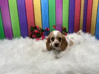 Jan, a female Miniature Dachshund for sale in Shipshewana, IN – 3 of 4
