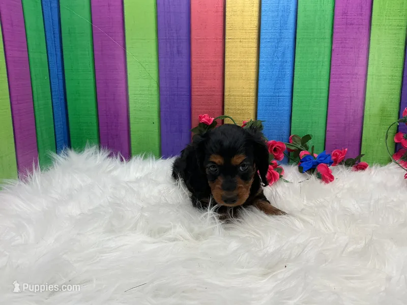 Fisa – Miniature Dachshund puppy for sale in Shipshewana, IN