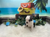 Nash, a male Boston Terrier for sale in Shipshewana, IN – 6 of 7