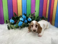 Jerry, a male Miniature Dachshund for sale in Shipshewana, IN – 3 of 4